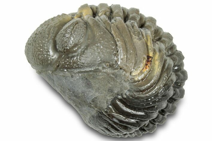 Long, Multi-Toned, Curled Austerops Trilobite - Morocco #323218